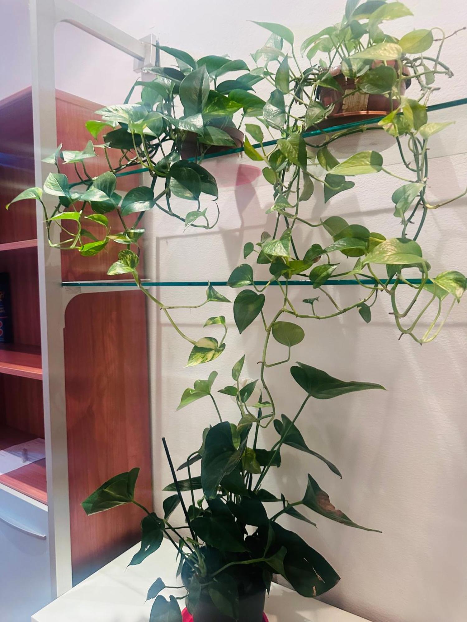 Entire 3 Bed Rooms Apartment,Centrum Cenova Dış mekan fotoğraf